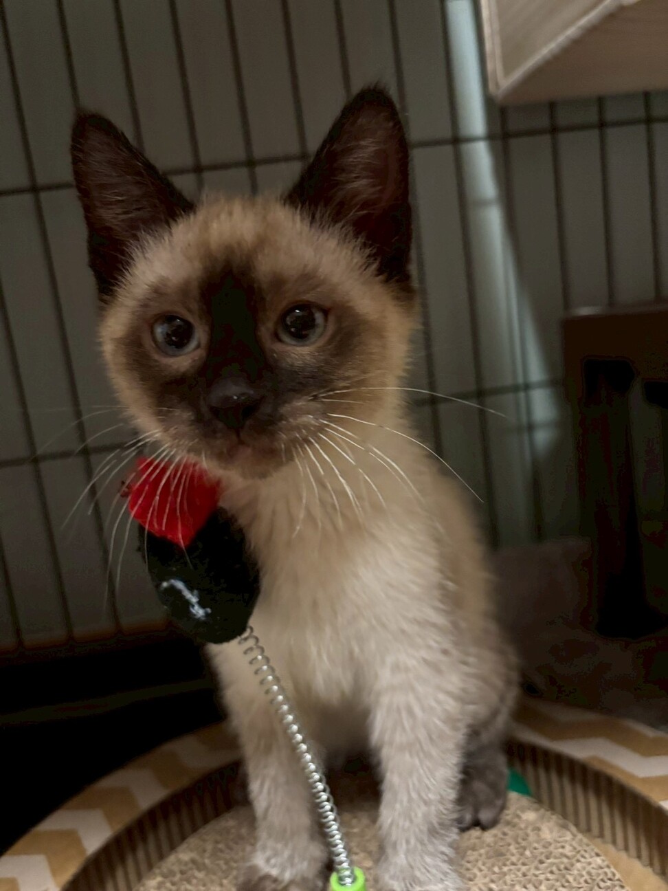 【2/25 駒場】甘えん坊さん♡寿限無くん2ヶ月半 サムネイル6