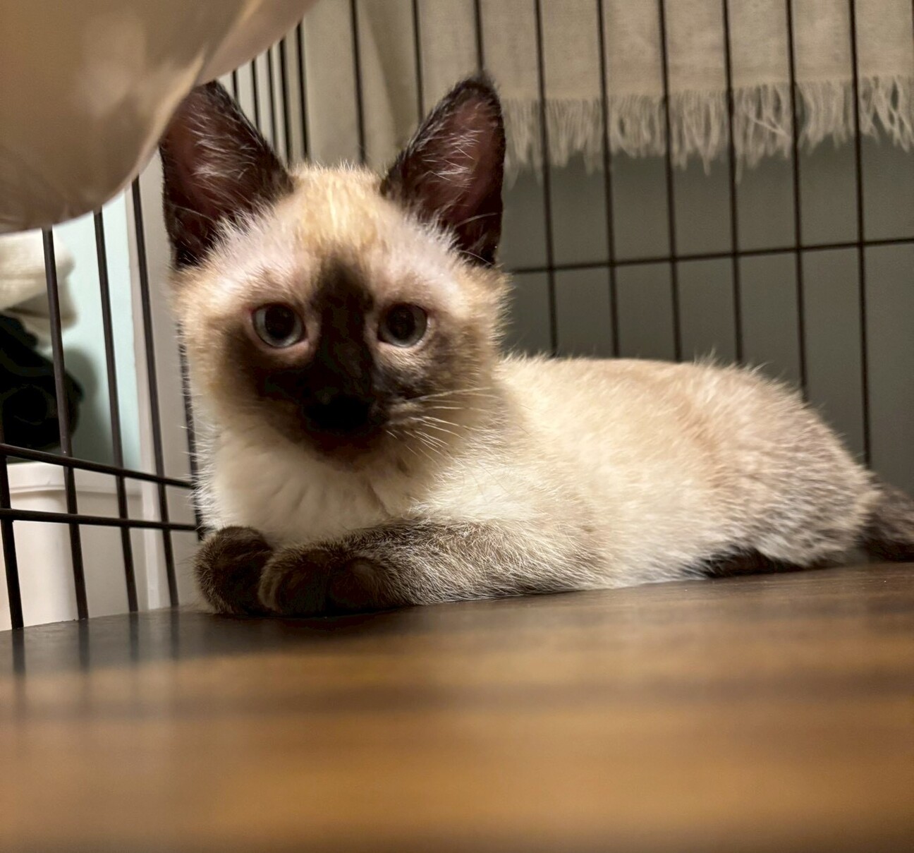 【2/25 駒場】甘えん坊さん♡寿限無くん2ヶ月半 サムネイル7