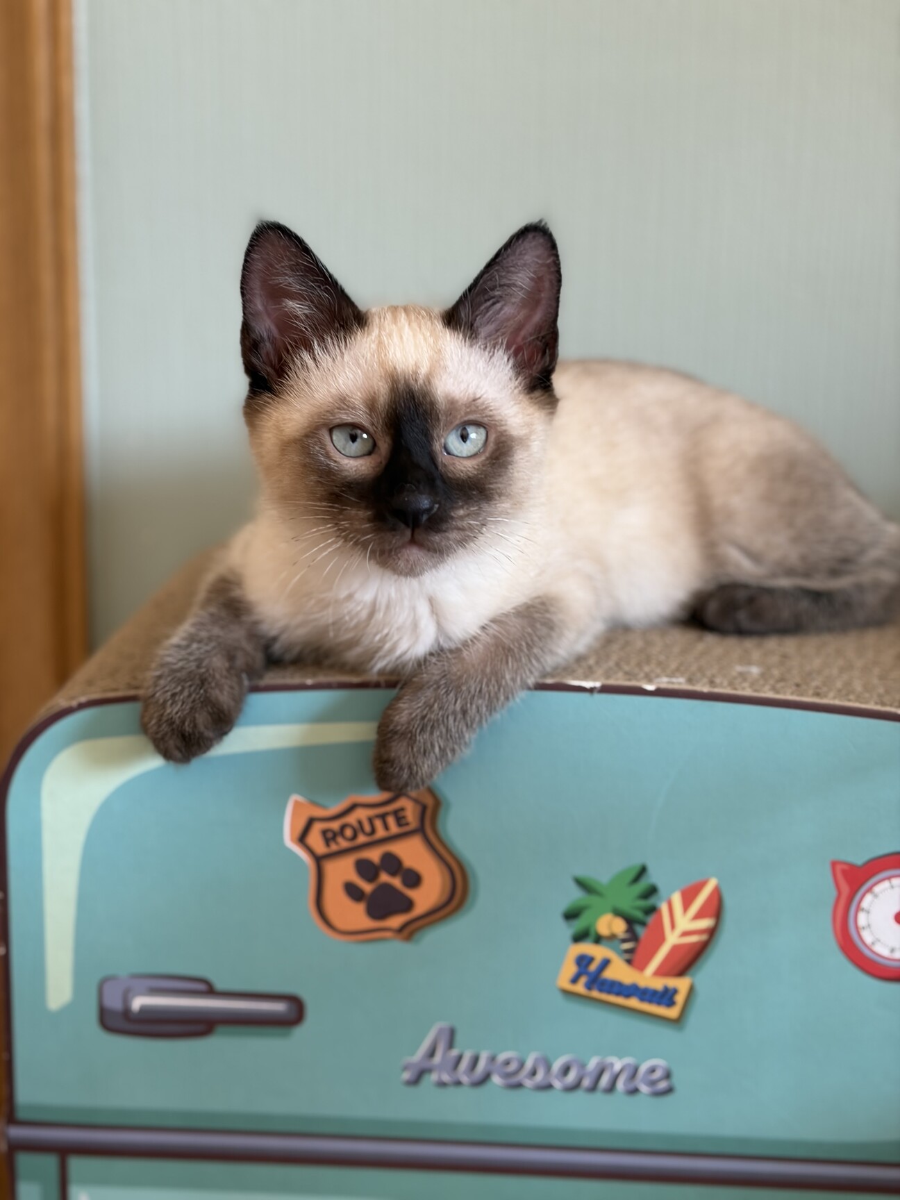 【2/25 駒場】甘えん坊さん♡寿限無くん2ヶ月半 サムネイル1