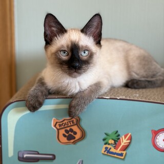 甘えん坊シャム♡寿限無くん　2ヶ月半