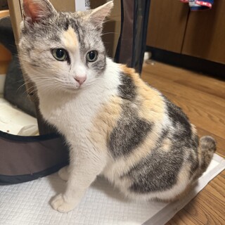 パステル三毛の美人さん