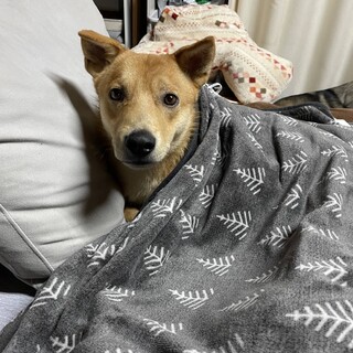 やんちゃボーイ　チャイ