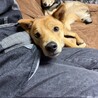 1歳の中型犬　チャイ サムネイル2