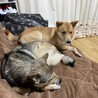 1歳の中型犬　チャイ