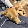 1歳の中型犬　チャイ サムネイル4