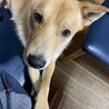 1歳の中型犬　チャイ