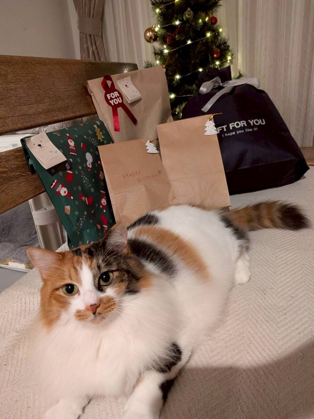 上品な美猫 サラちゃん」愛知県 - 猫の里親募集(523380) :: ペットの