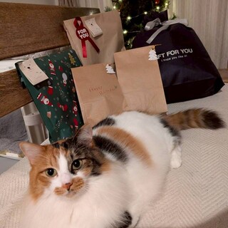 上品な美猫　サラちゃん