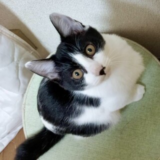 人に付いて歩く甘えん坊