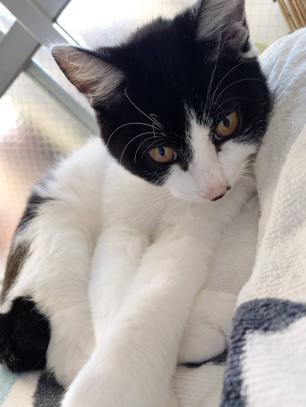 人に付いて歩く甘えん坊 サムネイル3