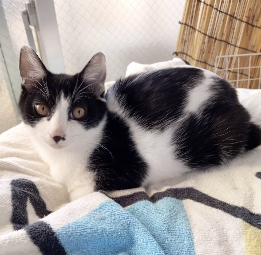 人に付いて歩く甘えん坊 サムネイル4