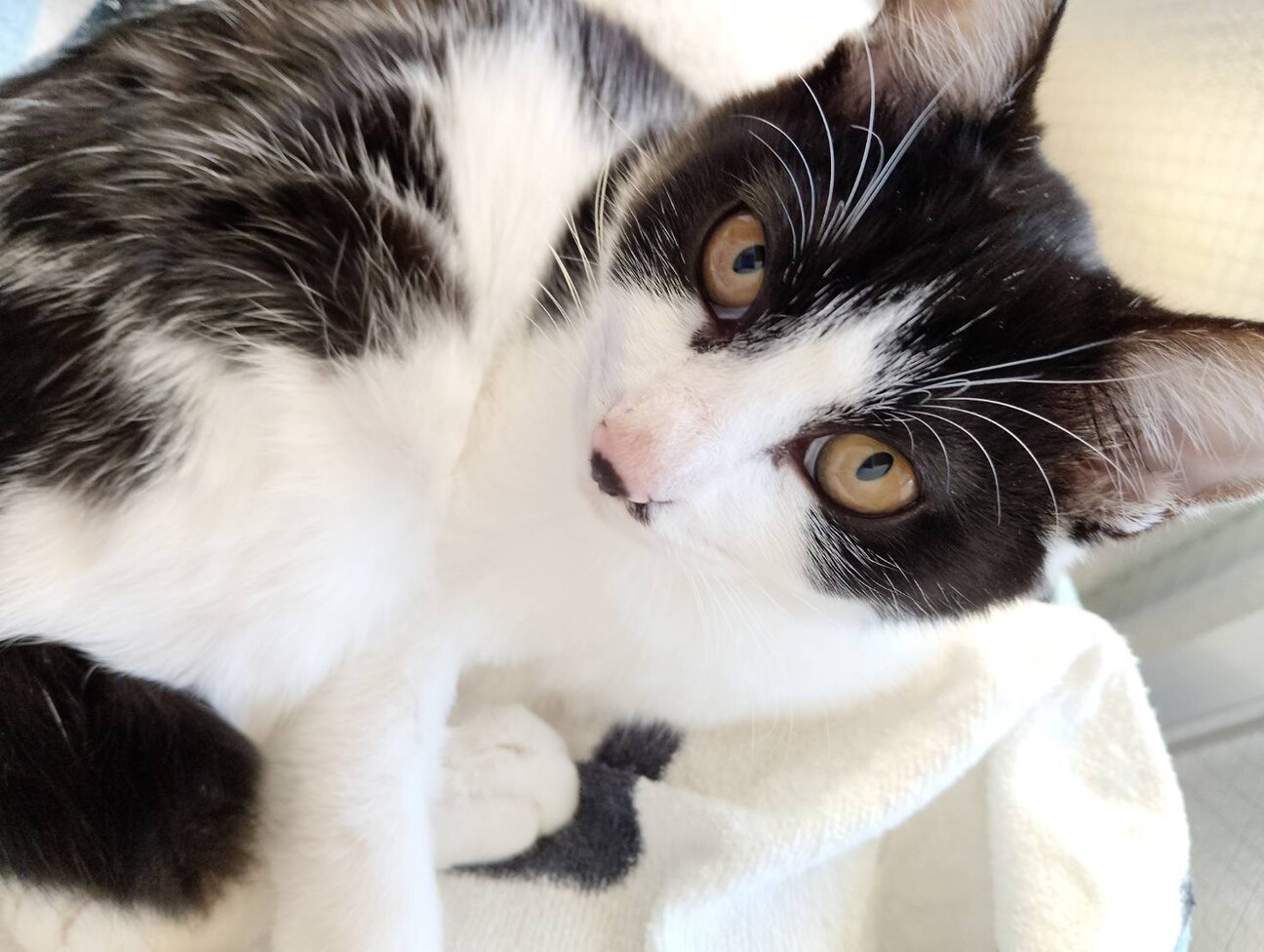 人に付いて歩く甘えん坊 サムネイル5