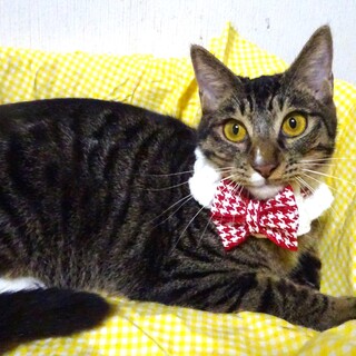 4月５日譲渡会参加、杏音（あのん）ちゃん