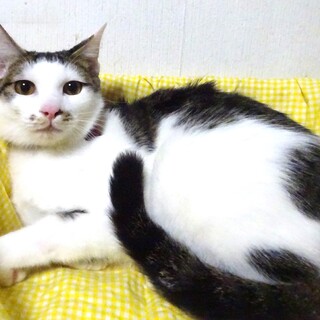 個別お見合い、2兄弟の波（なみ）くん