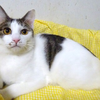 個別お見合い、２兄弟の風（ふう）くん