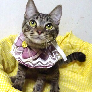 個別お見合い、心愛（ここあ）ちゃん