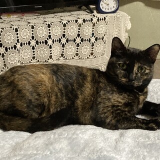 かわいいサビ猫　めぐみちゃん