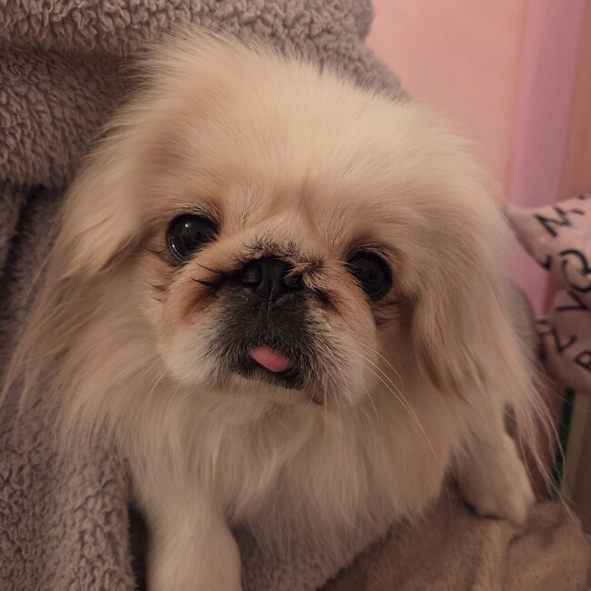 はるみいしづかのカバー写真