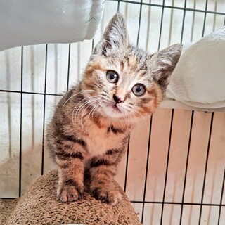 丸顔が可愛い女の子♡せいらちゃん