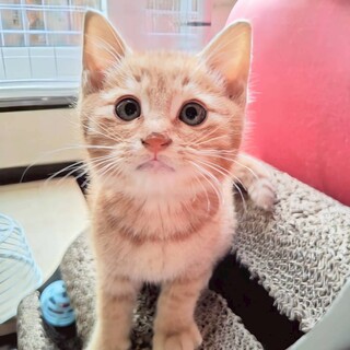 短い尻尾がチャームポイント★ほくとくん