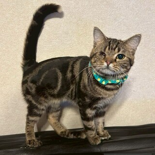 【アメショMIX】すりすり甘えん坊★ゆきちくん