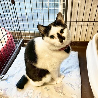 ちょぴりビビり、でもナデナデ大好き♡トコちゃん