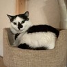 ちょぴりビビり、でもナデナデ大好き♡トコちゃん サムネイル2