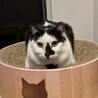 ちょぴりビビり、でもナデナデ大好き♡トコちゃん サムネイル3