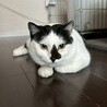 ちょぴりビビり、でもナデナデ大好き♡トコちゃん サムネイル4