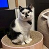 ちょぴりビビり、でもナデナデ大好き♡トコちゃん サムネイル5