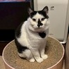 ちょぴりビビり、でもナデナデ大好き♡トコちゃん サムネイル6