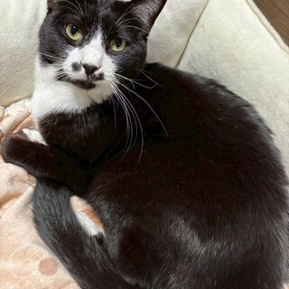 スリスリが得意なチップくん