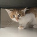 可愛いチャトラ猫　里親募集