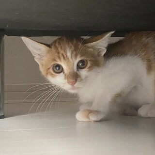 可愛いチャトラ猫　里親募集