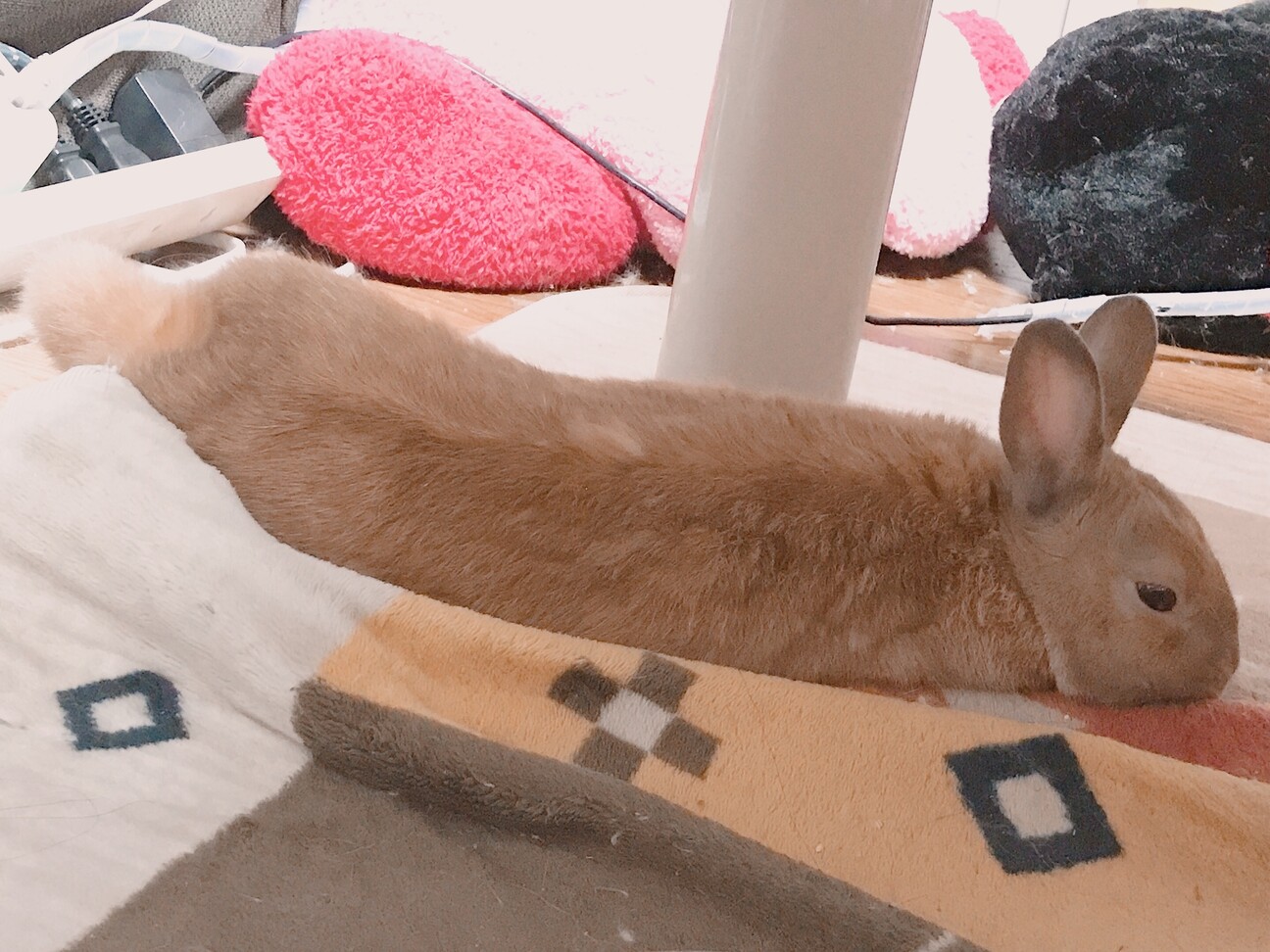 小柄で元気、ネザーランドドワーフの男の子 サムネイル2