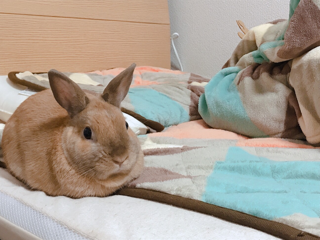 小柄で元気、ネザーランドドワーフの男の子 サムネイル3