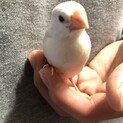 文鳥の雛お譲りします