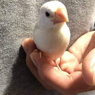 文鳥の雛お譲りします