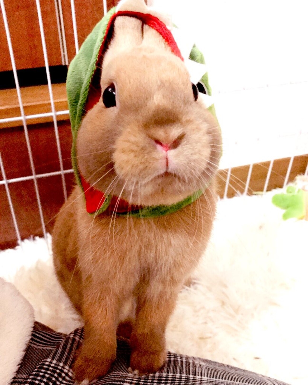 小柄で元気、ネザーランドドワーフの男の子 サムネイル1