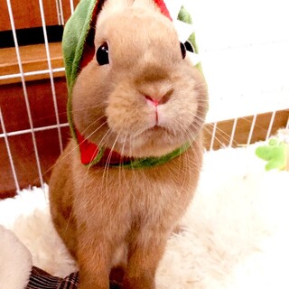 小柄で元気、ネザーランドドワーフの男の子