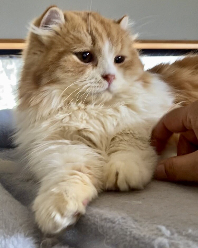 おうち決定！ふくまる君 サムネイル7