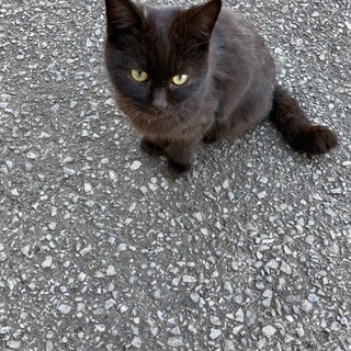 至急　かぎしっぽ　黒猫