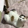 お顔がかわいい白三毛ちゃん サムネイル4