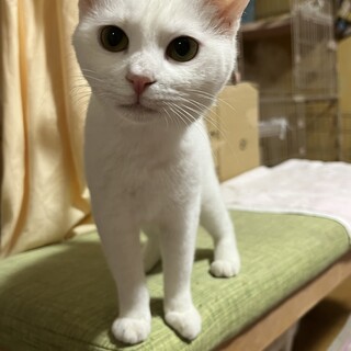 白三毛猫子猫ちゃん姉妹