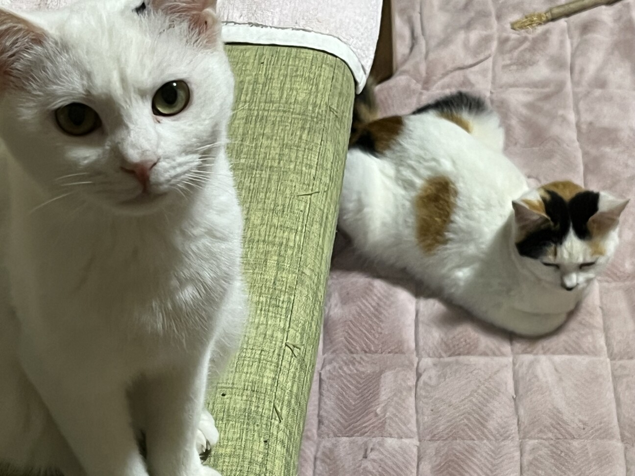 丸顔子猫ちゃん姉妹 サムネイル4