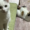 丸顔子猫ちゃん姉妹 サムネイル4