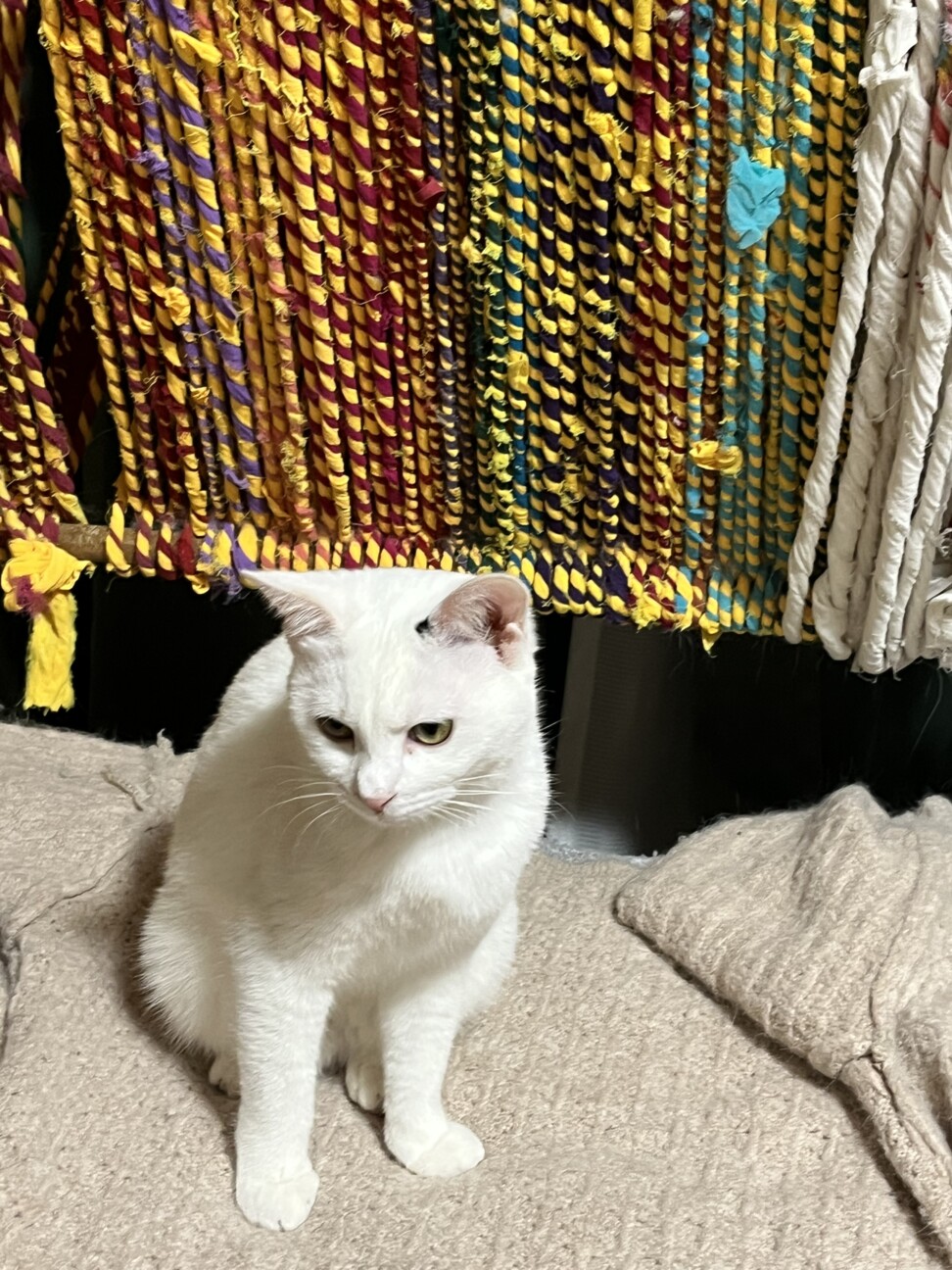 丸顔子猫ちゃん姉妹 サムネイル6