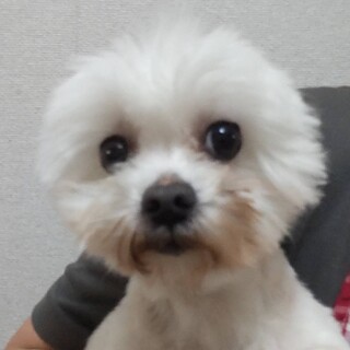 マルチーズの男の子