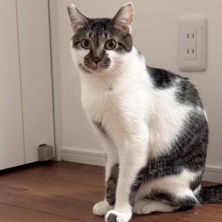 ビビリな甘えん坊オレオ〈富山.石川県地域限定募集〉