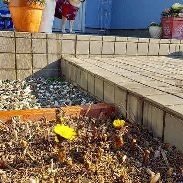 福寿草が咲いて♪もうすぐ銀太の誕生日( ´ー')